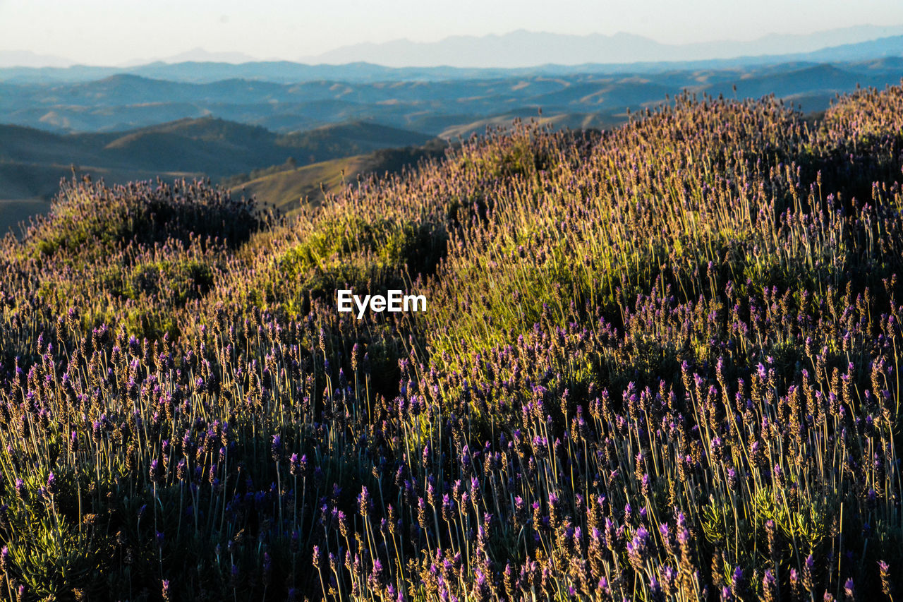 Plants on field against mountain range