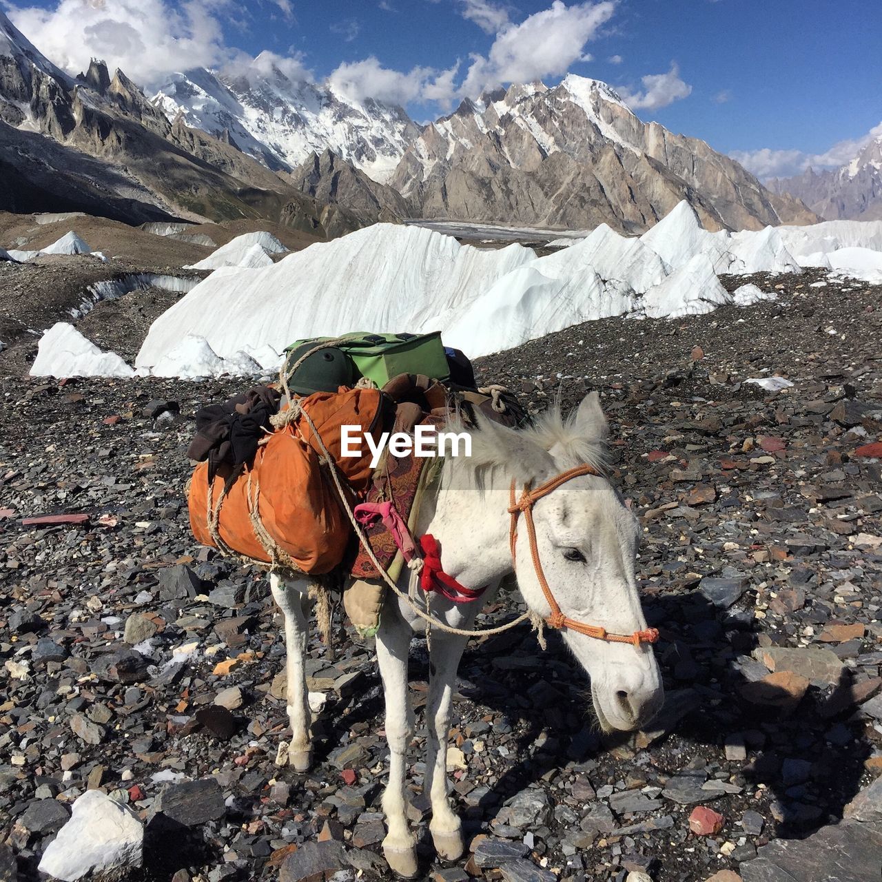 HORSE CART ON MOUNTAIN