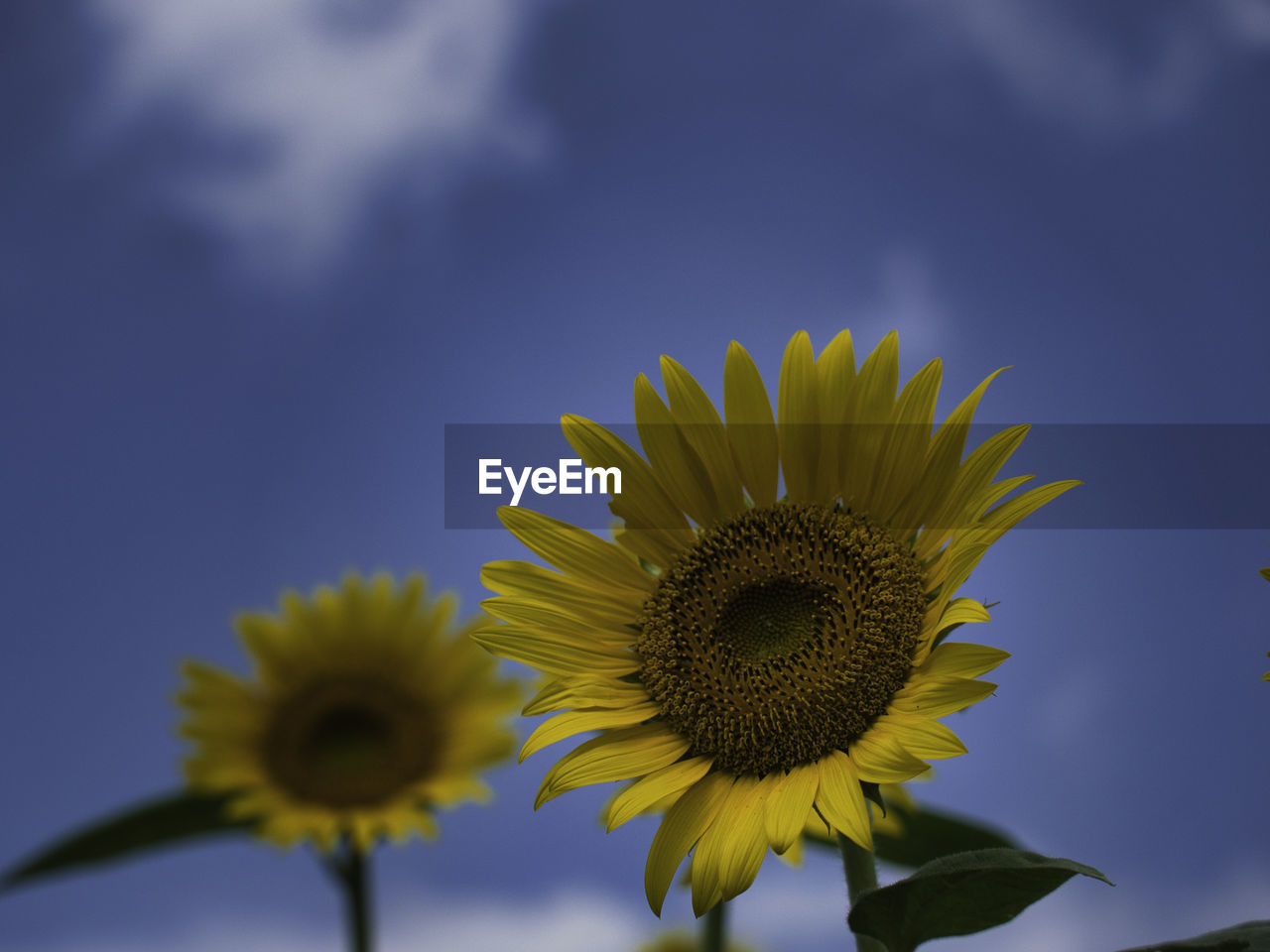 CLOSE-UP OF SUNFLOWER ON PLANT AGAINST SKY