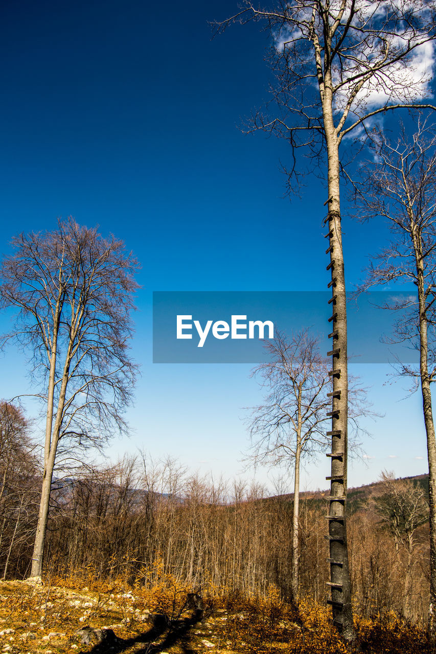 Low angle view of trees against blue sky