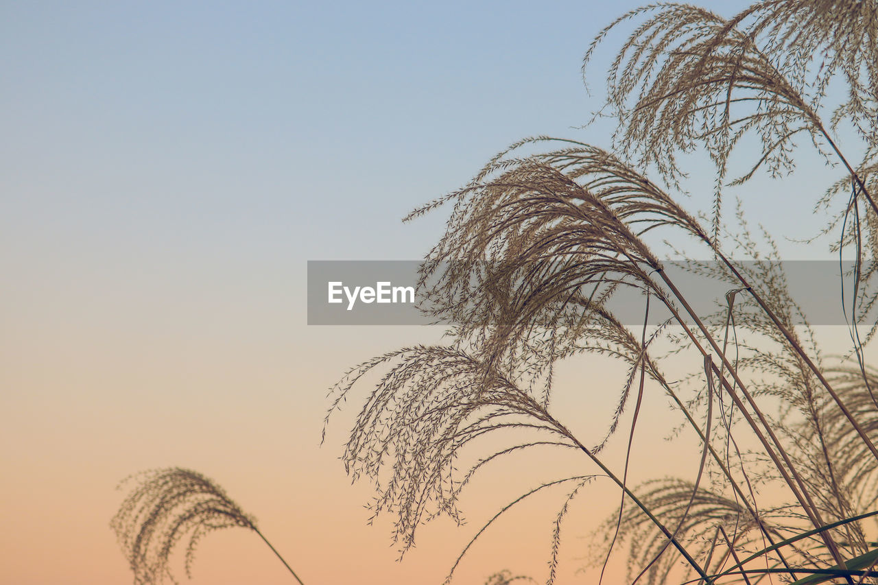 LOW ANGLE VIEW OF PLANT AGAINST SKY