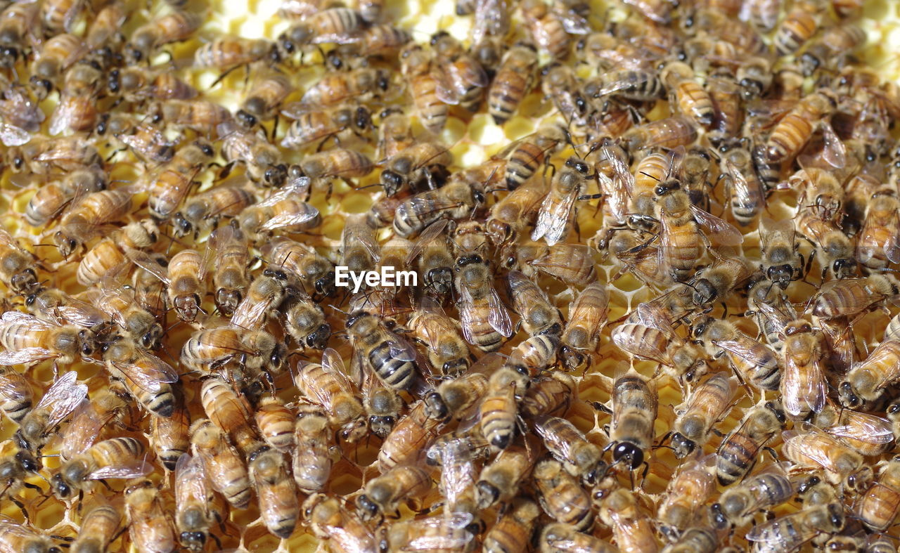 Full frame shot of bee on honeycomb