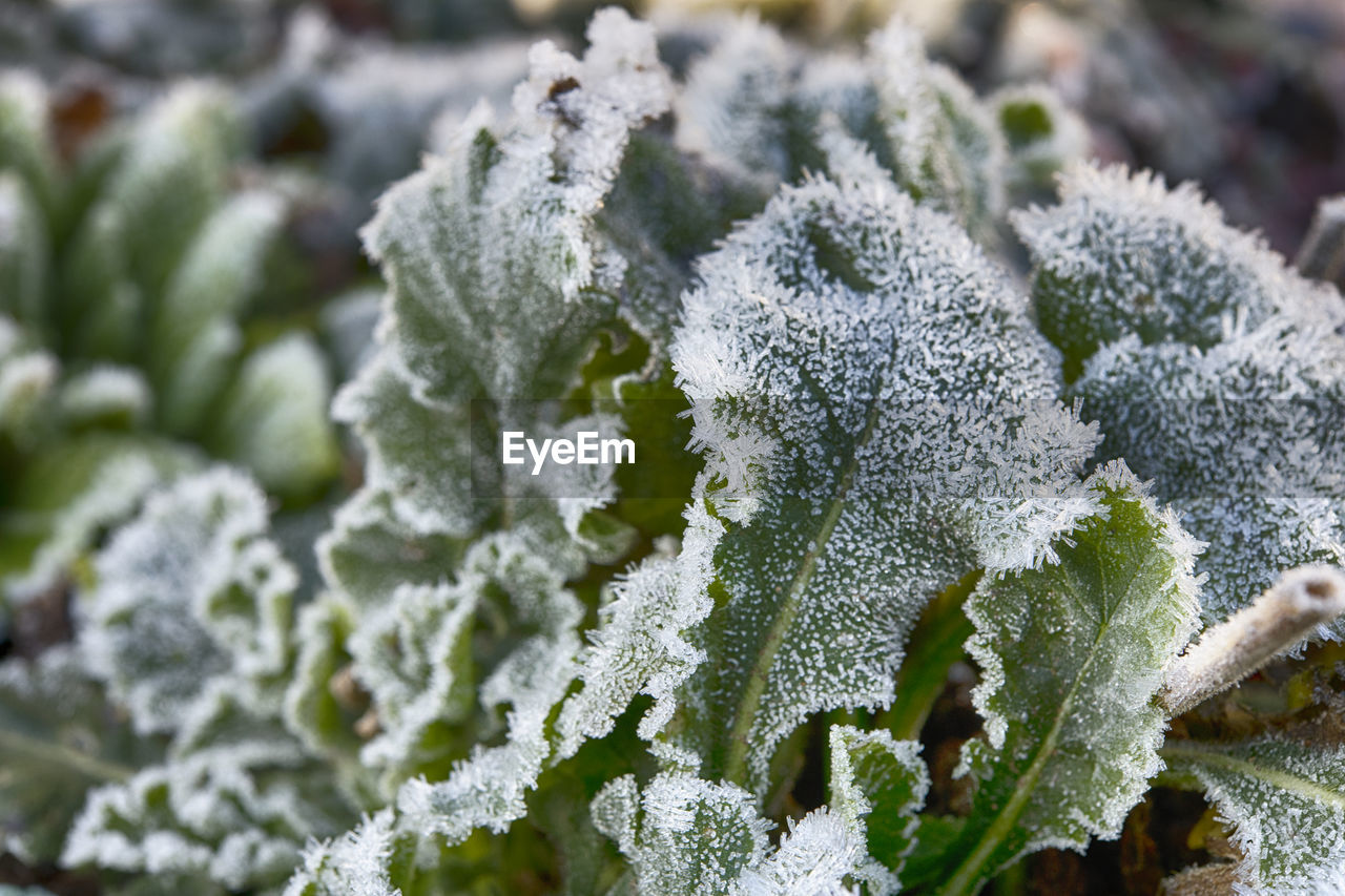 CLOSE-UP OF FROZEN LEAVES