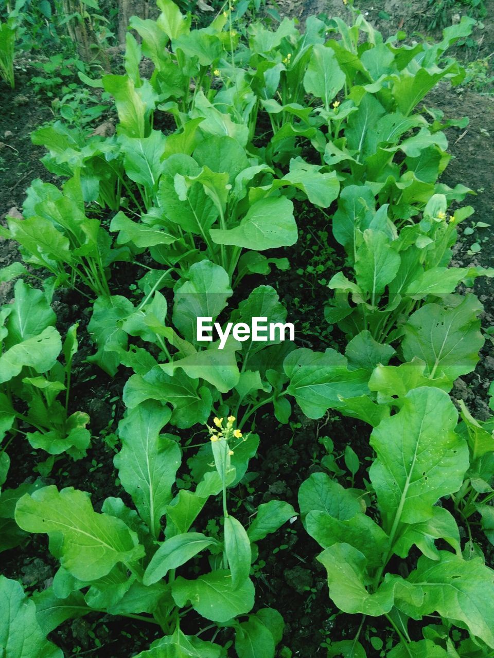 CLOSE-UP OF GREEN PLANTS