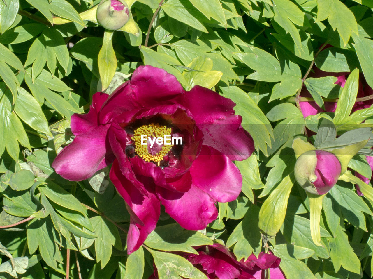 CLOSE-UP OF FRESH PINK FLOWER BLOOMING IN PLANT