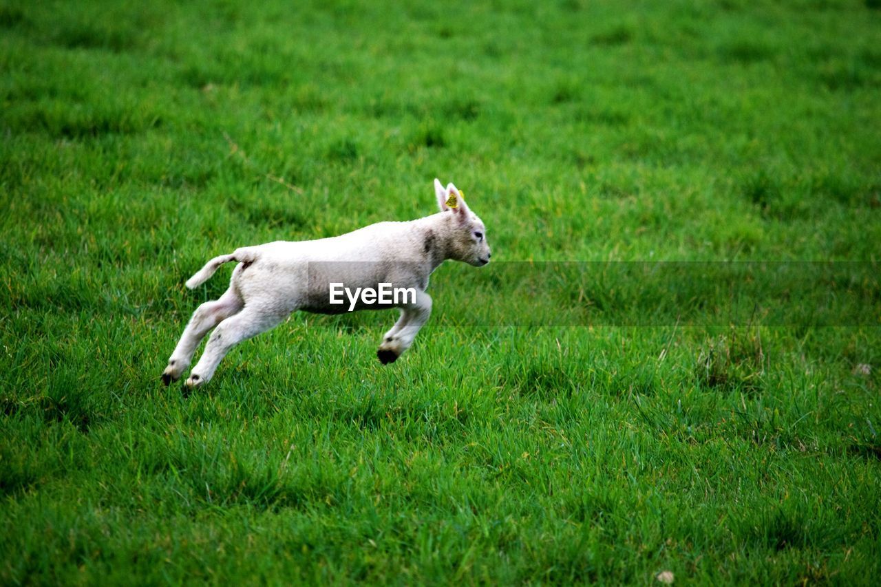 Lamb running on grassy field