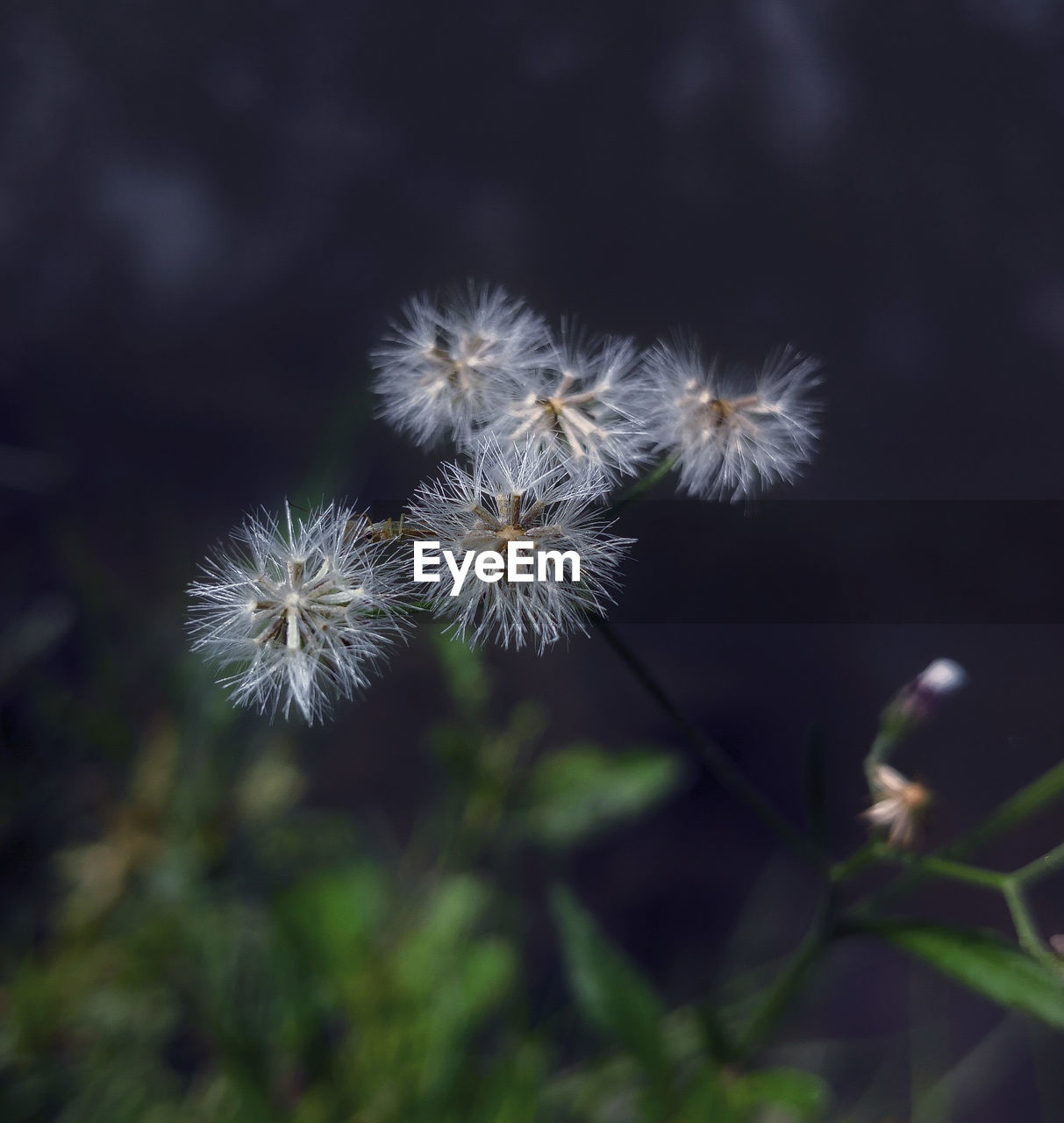 Close-up of dandelion against blurred background