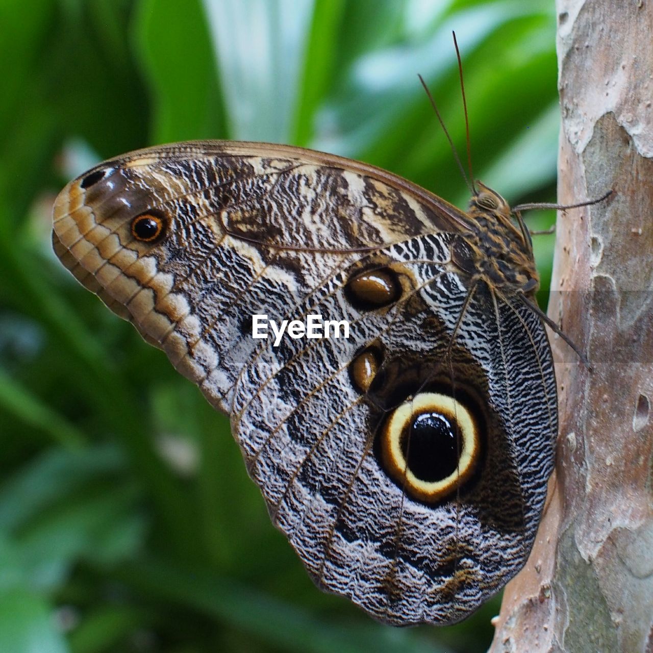 CLOSE-UP OF BUTTERFLY ON LEAF