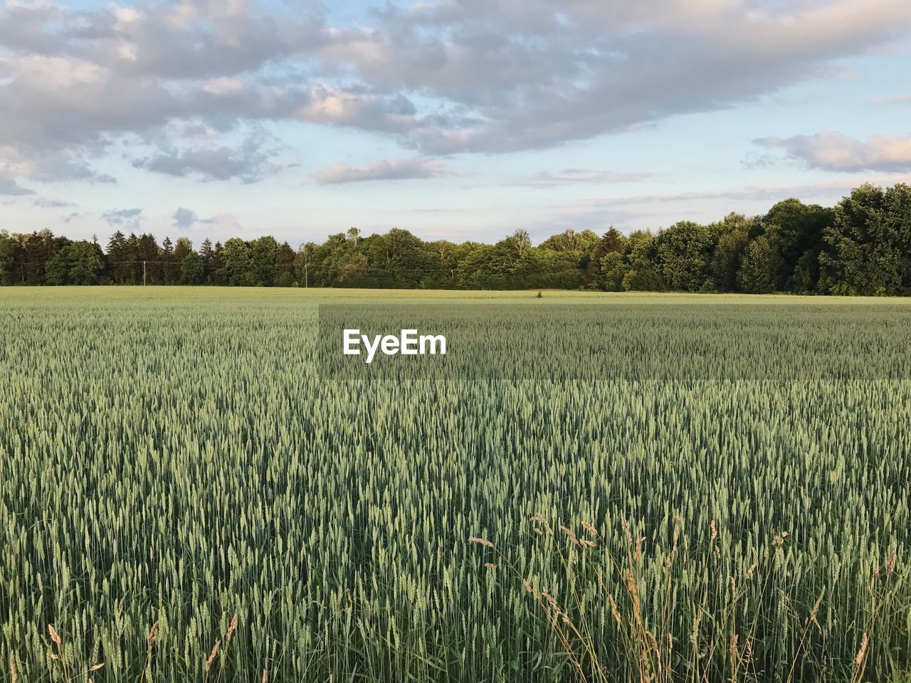 Scenic view of wheat field against sky