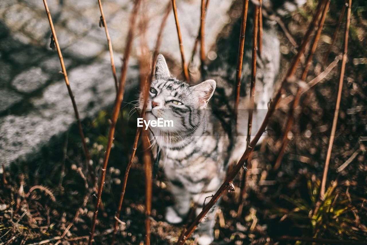 High angle view of cat by plant on field