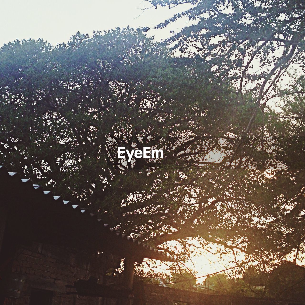 LOW ANGLE VIEW OF TREES AGAINST SKY DURING SUNSET