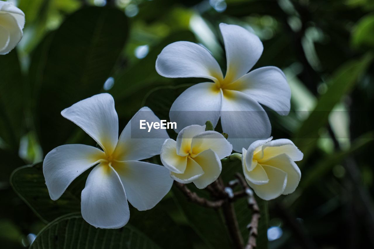 Close-up of white flowering plant