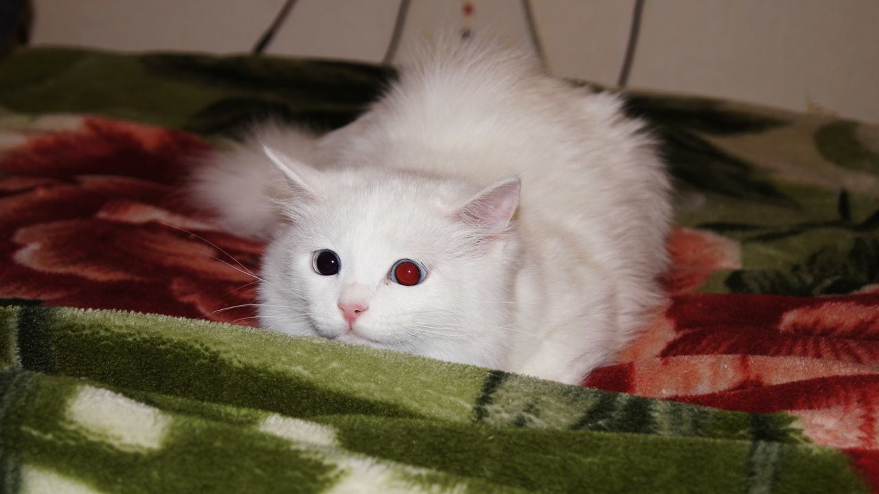 CLOSE-UP PORTRAIT OF WHITE CAT