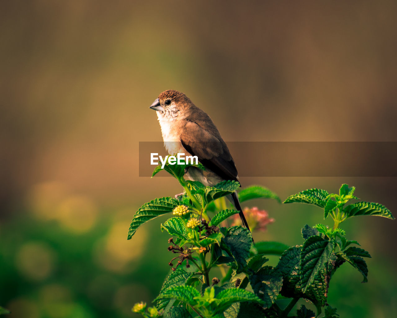 Close-up of bird perching on a plant