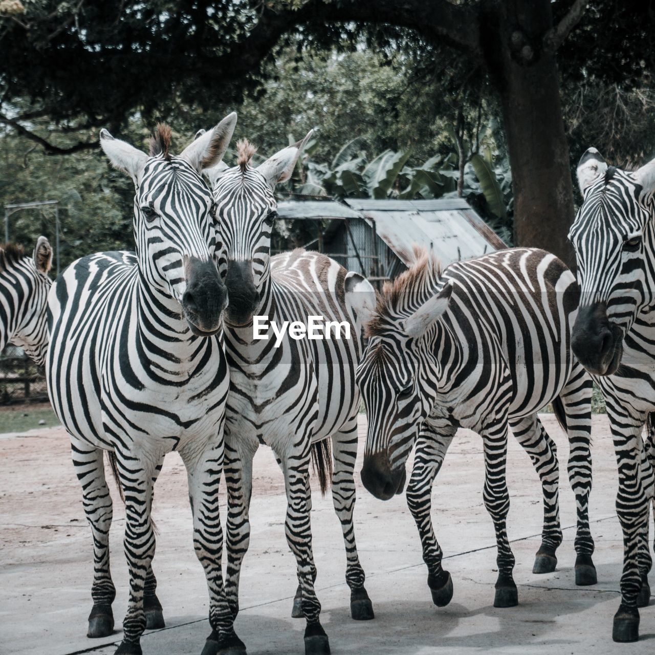 Zebra standing 