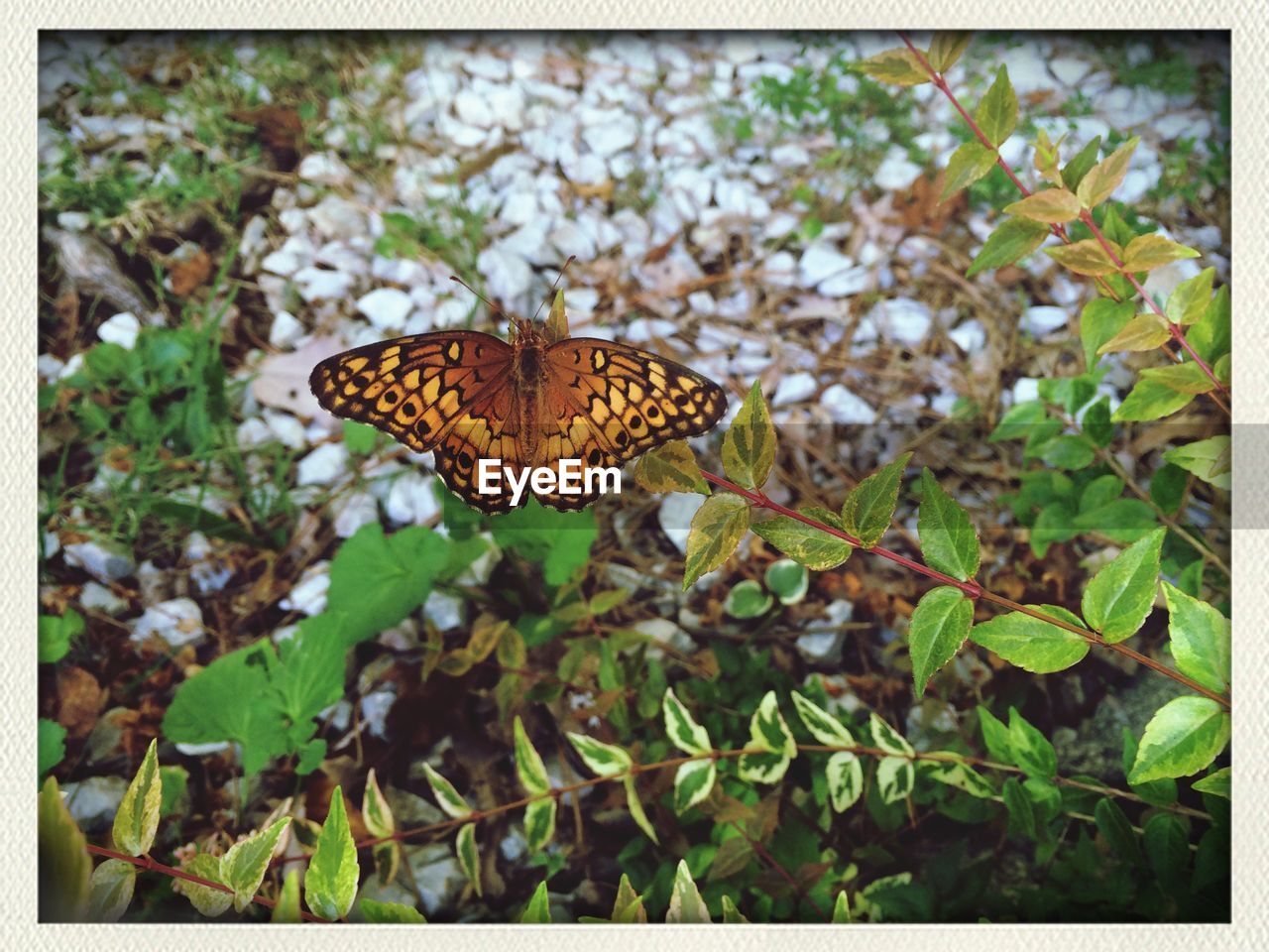 Butterfly on plant