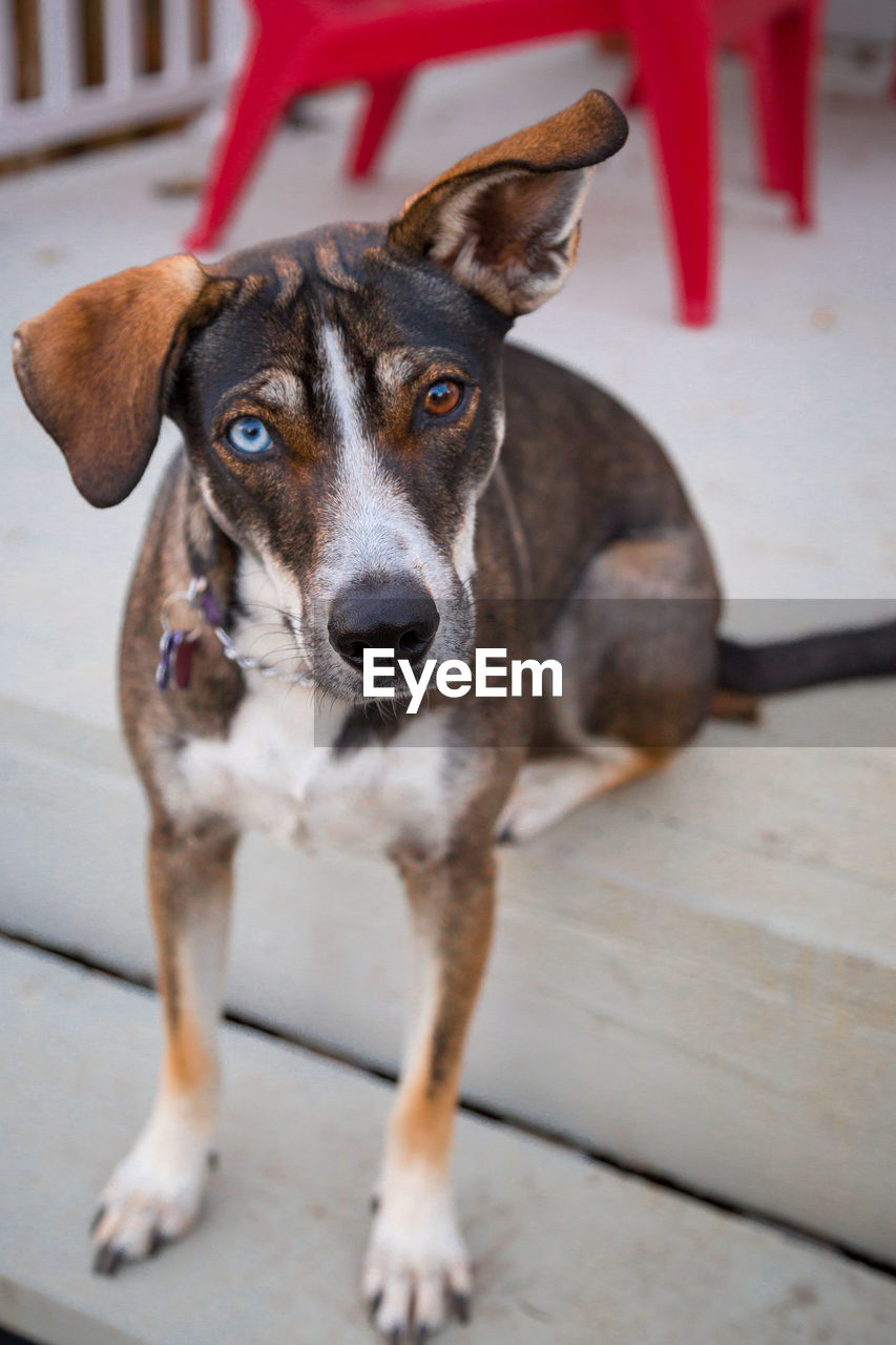 pet, dog, one animal, mammal, canine, animal themes, animal, domestic animals, portrait, looking at camera, puppy, no people, focus on foreground, day, animal shelter, wood