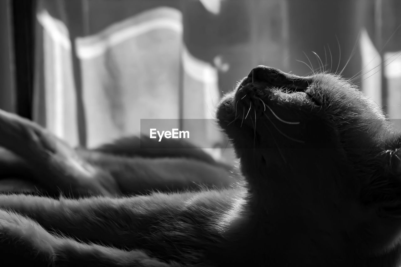 Close-up of cat relaxing on bed at home