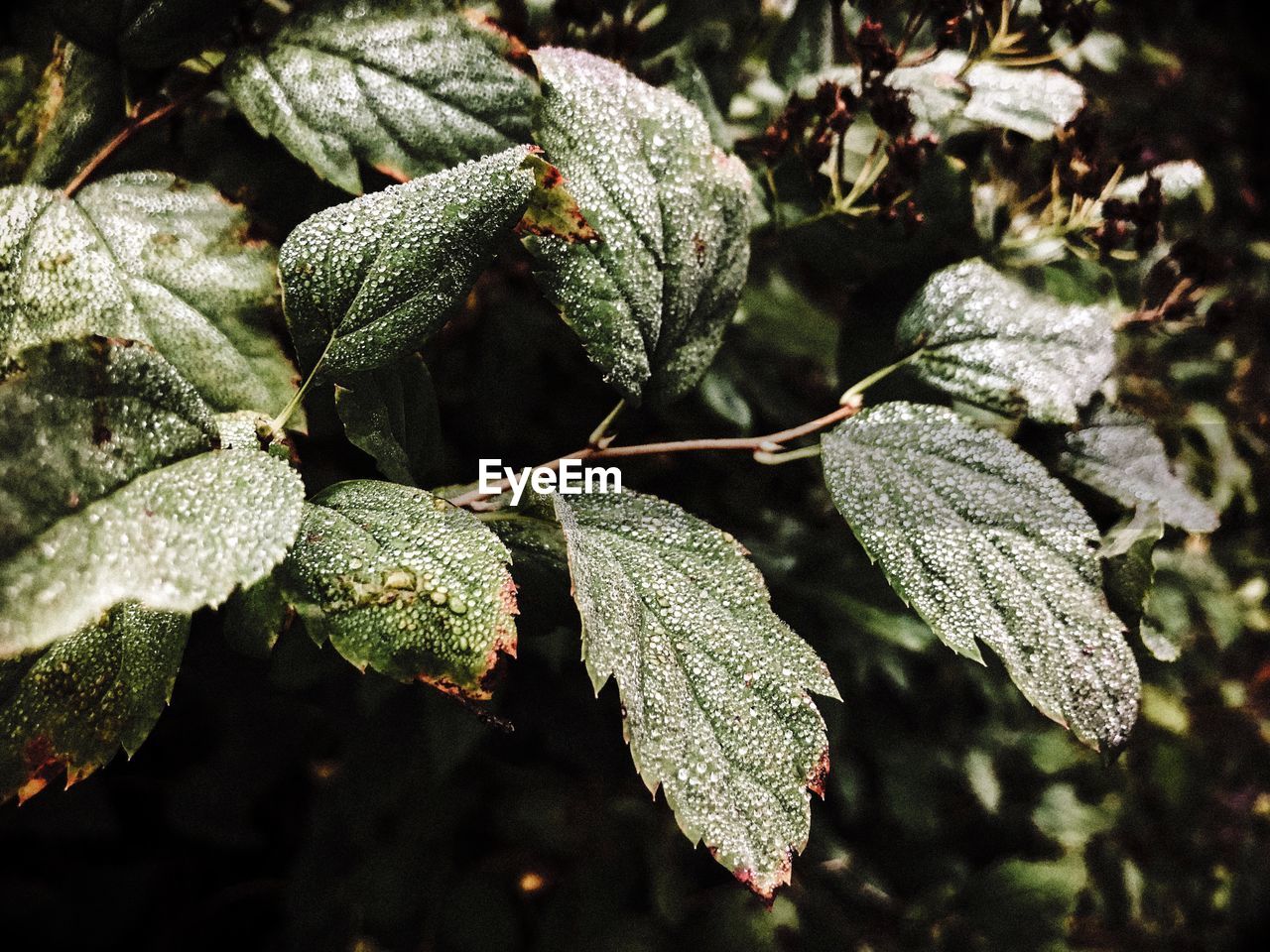 CLOSE-UP OF FRESH GREEN LEAVES