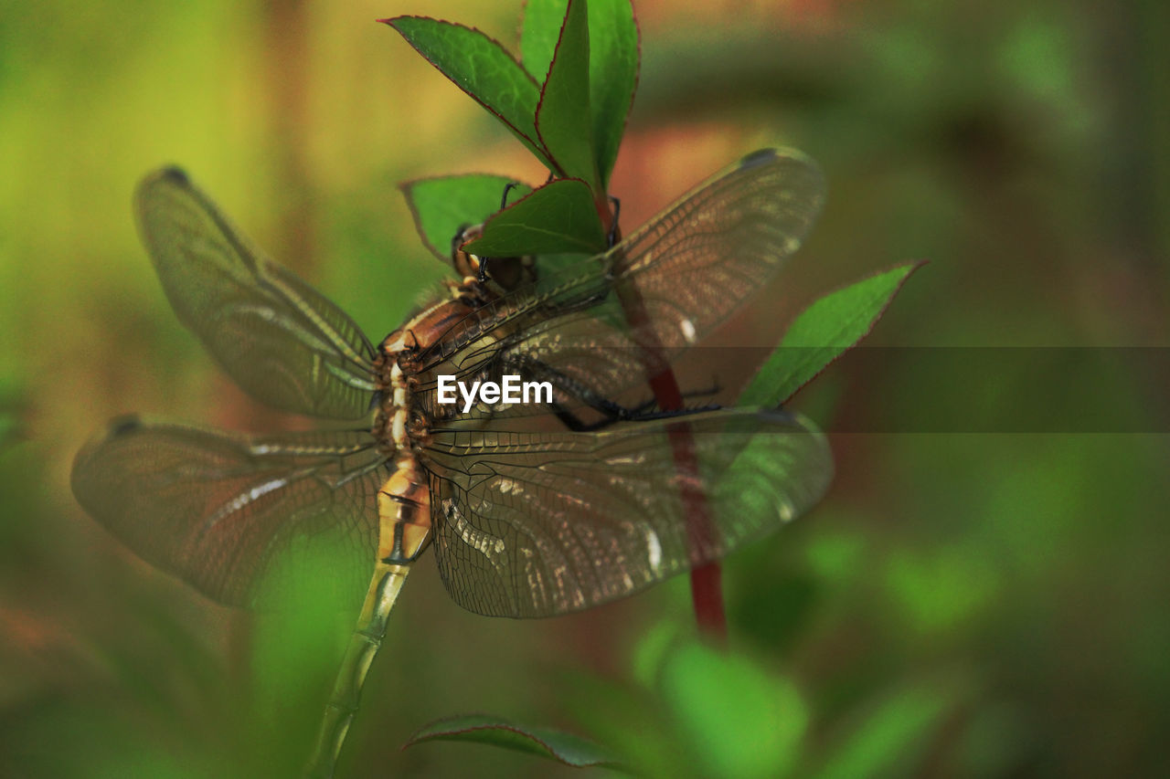 animal themes, insect, animal, animal wildlife, animal wing, wildlife, nature, green, one animal, dragonflies and damseflies, macro photography, close-up, dragonfly, plant, focus on foreground, animal body part, leaf, no people, plant part, beauty in nature, fly, outdoors, flower, macro, day