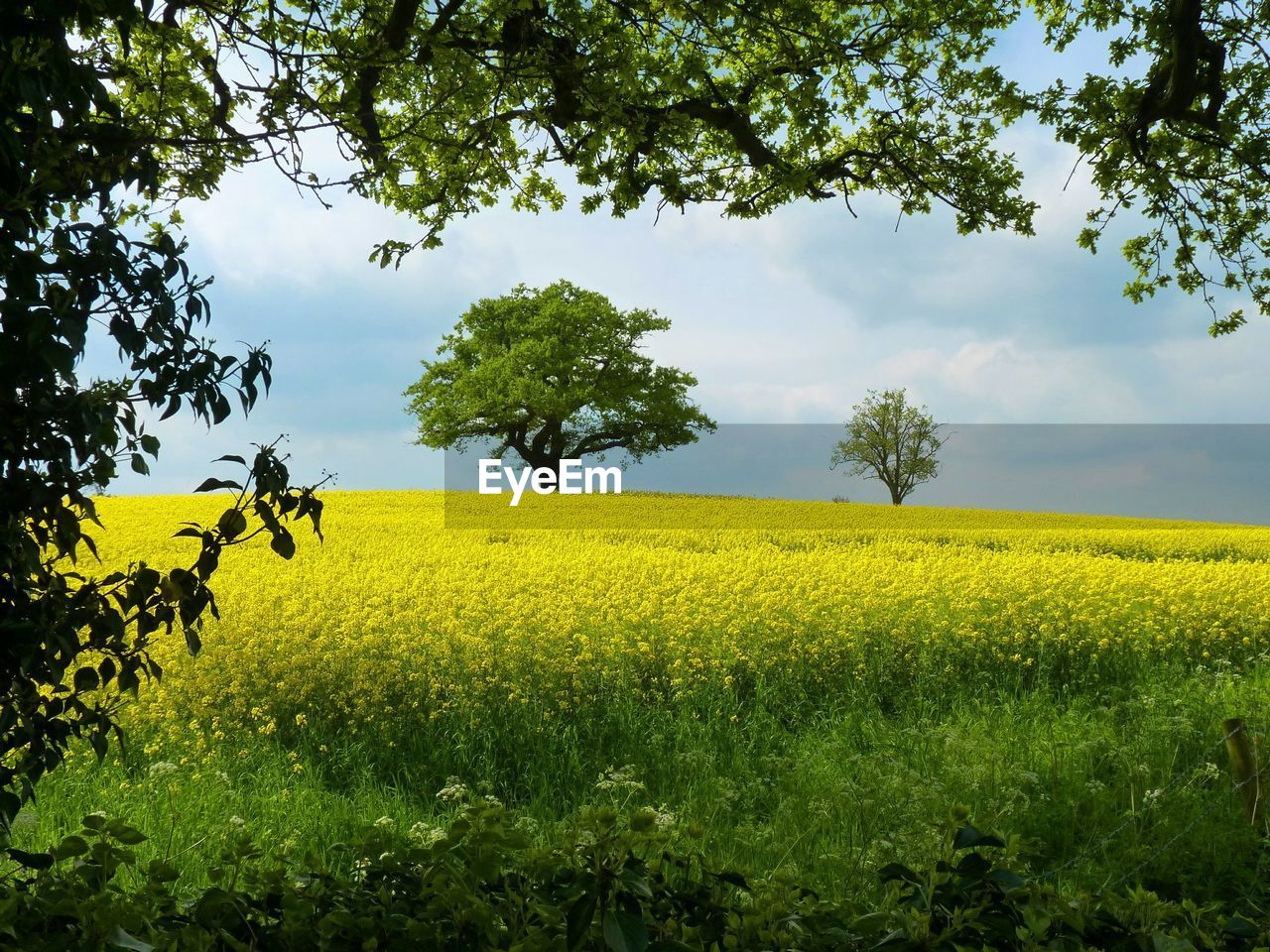 SCENIC VIEW OF RURAL LANDSCAPE