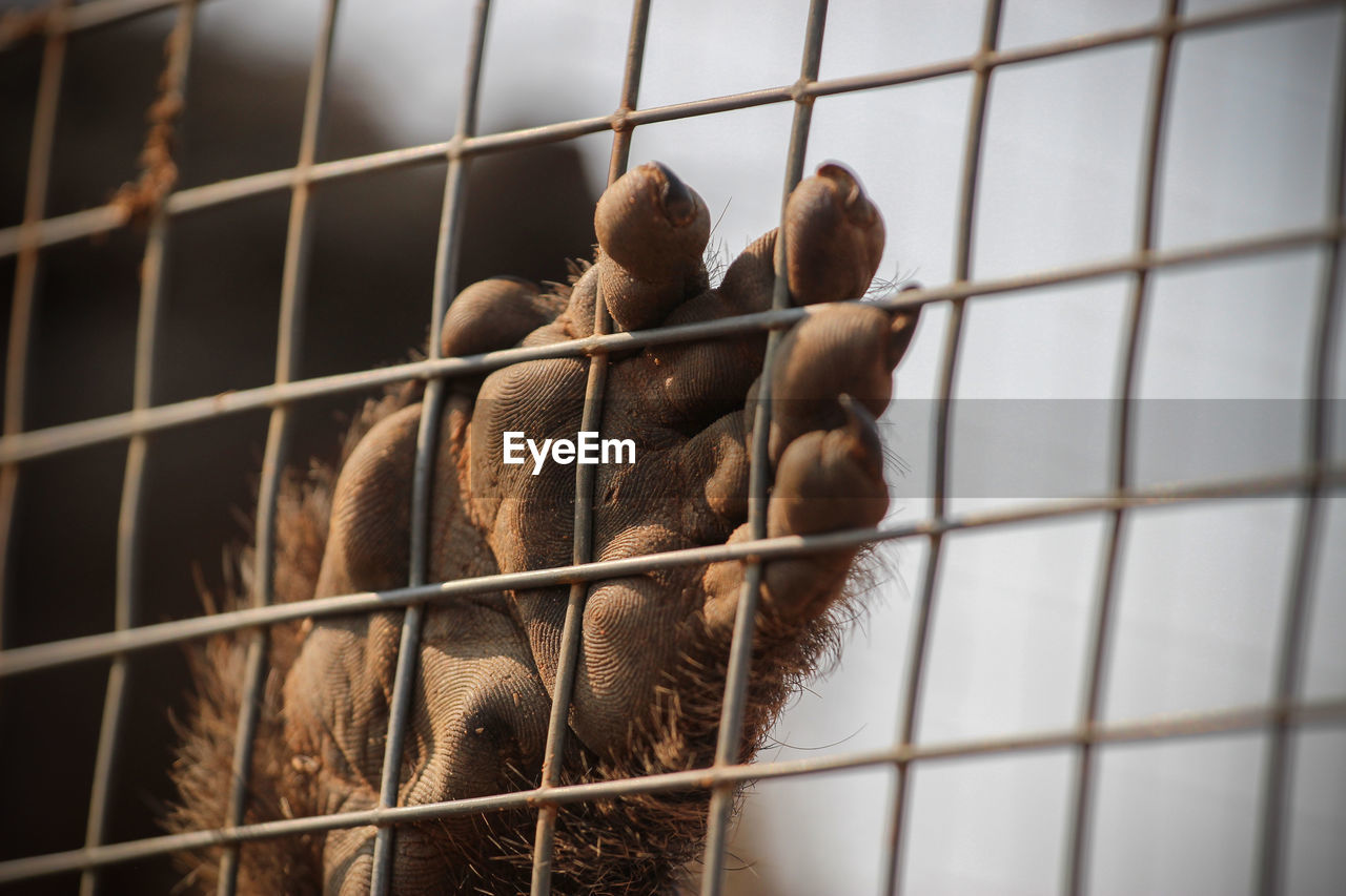 Hand of a monkey touching mesh of its cage in a rescue station