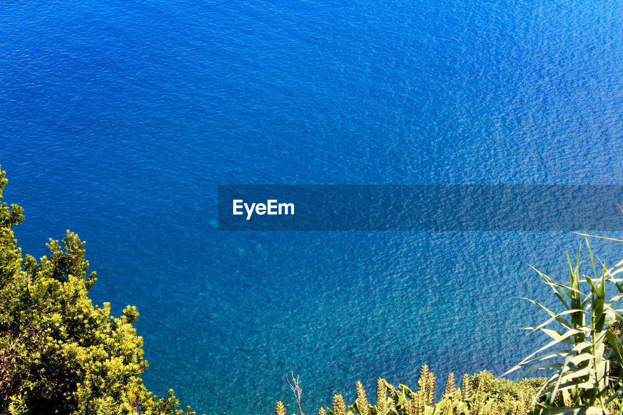 HIGH ANGLE VIEW OF TREES AND SEA