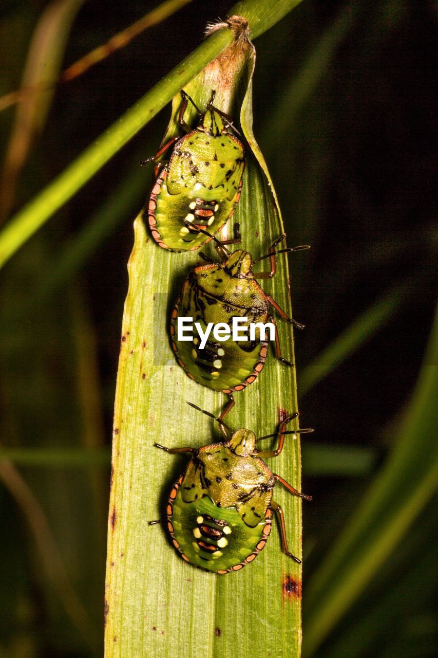 Close-up of bedbugs on leaf