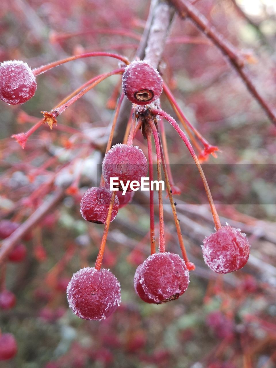 CLOSE-UP OF FRUITS ON TREE