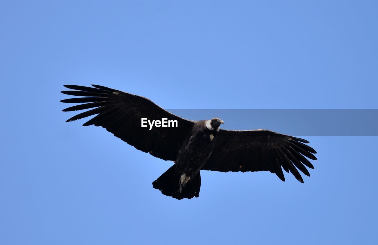 low angle view of eagle flying against clear blue sky