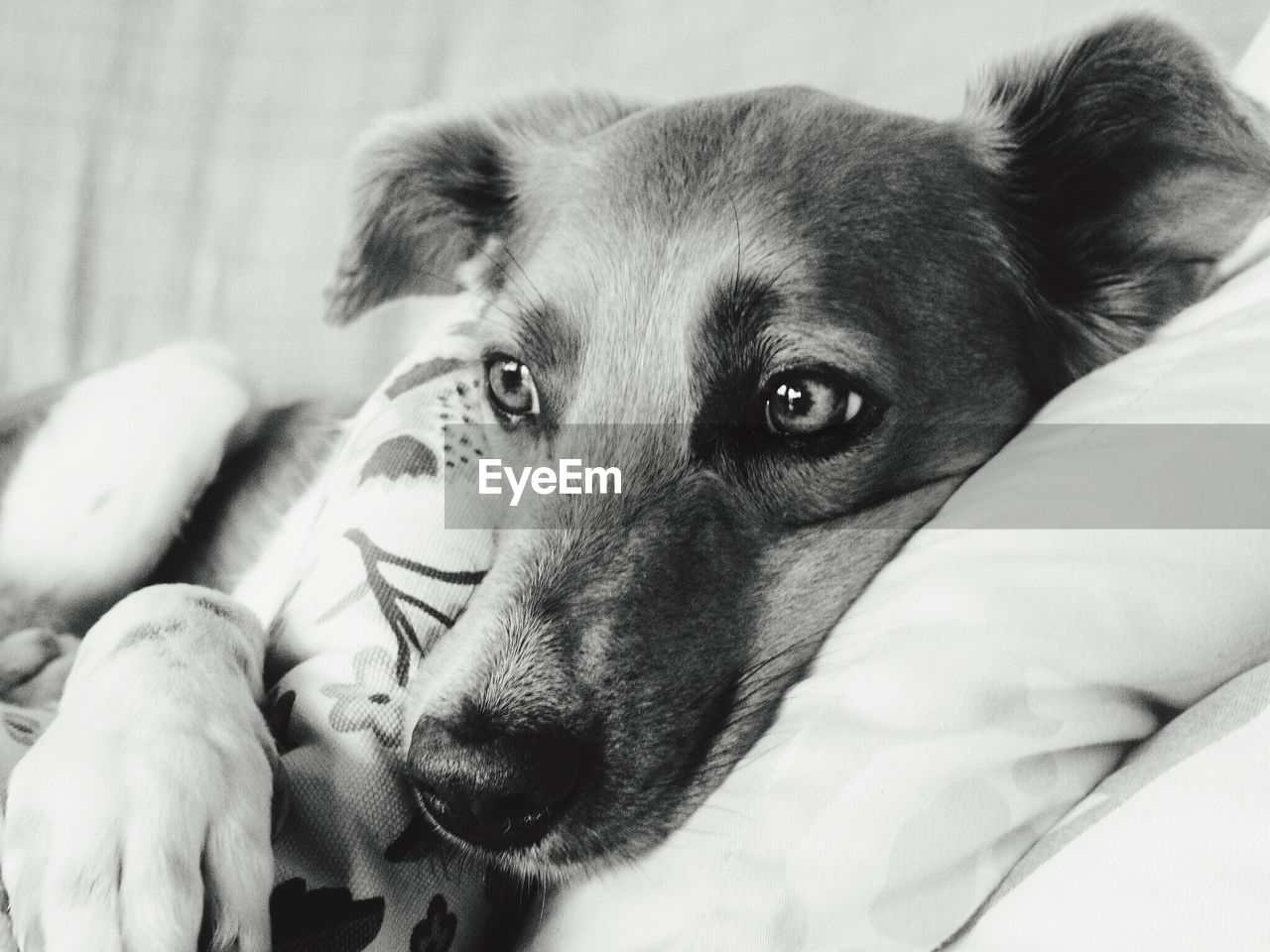 CLOSE-UP OF DOG LYING IN BED