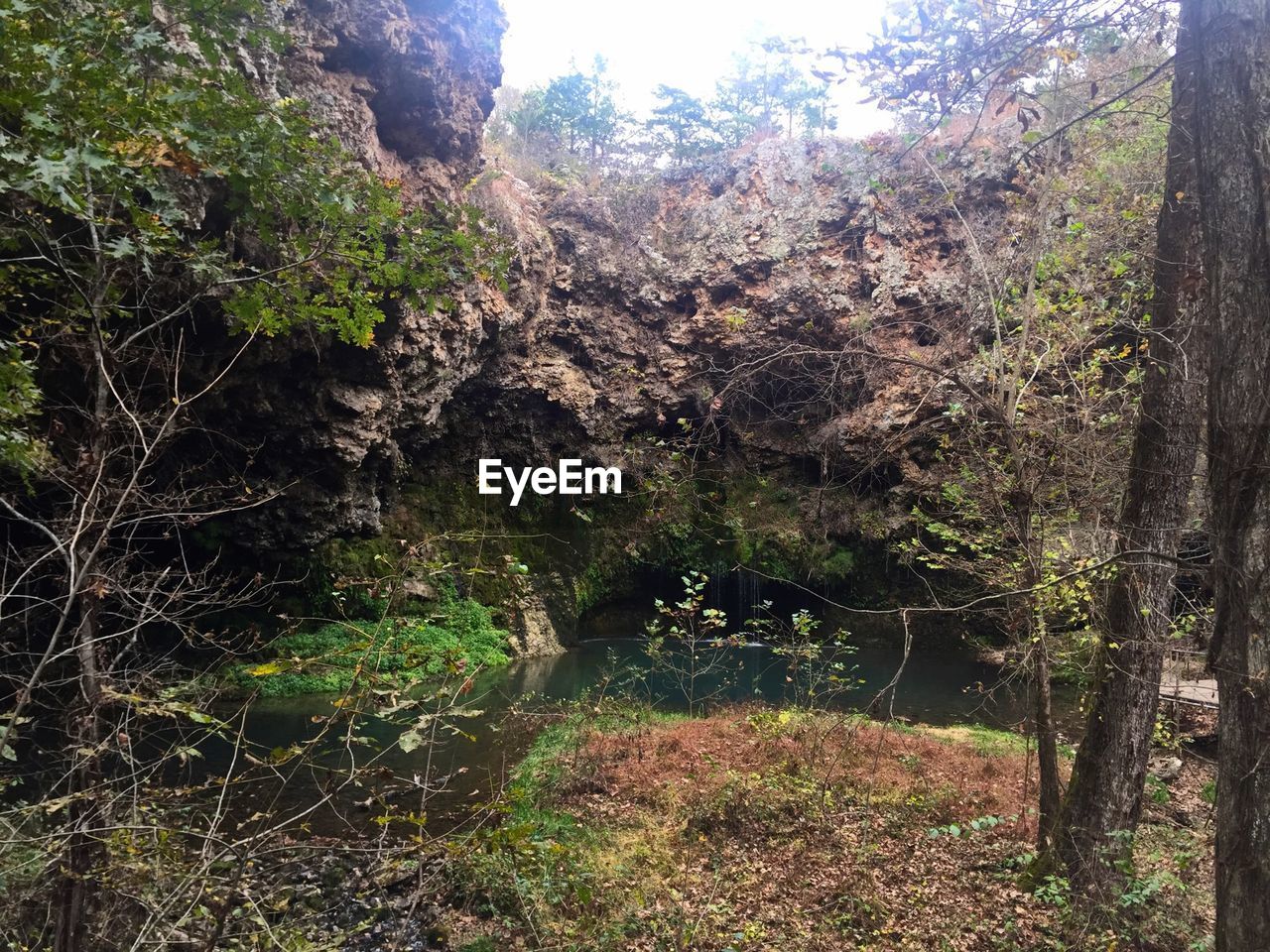 VIEW OF TREES IN FOREST