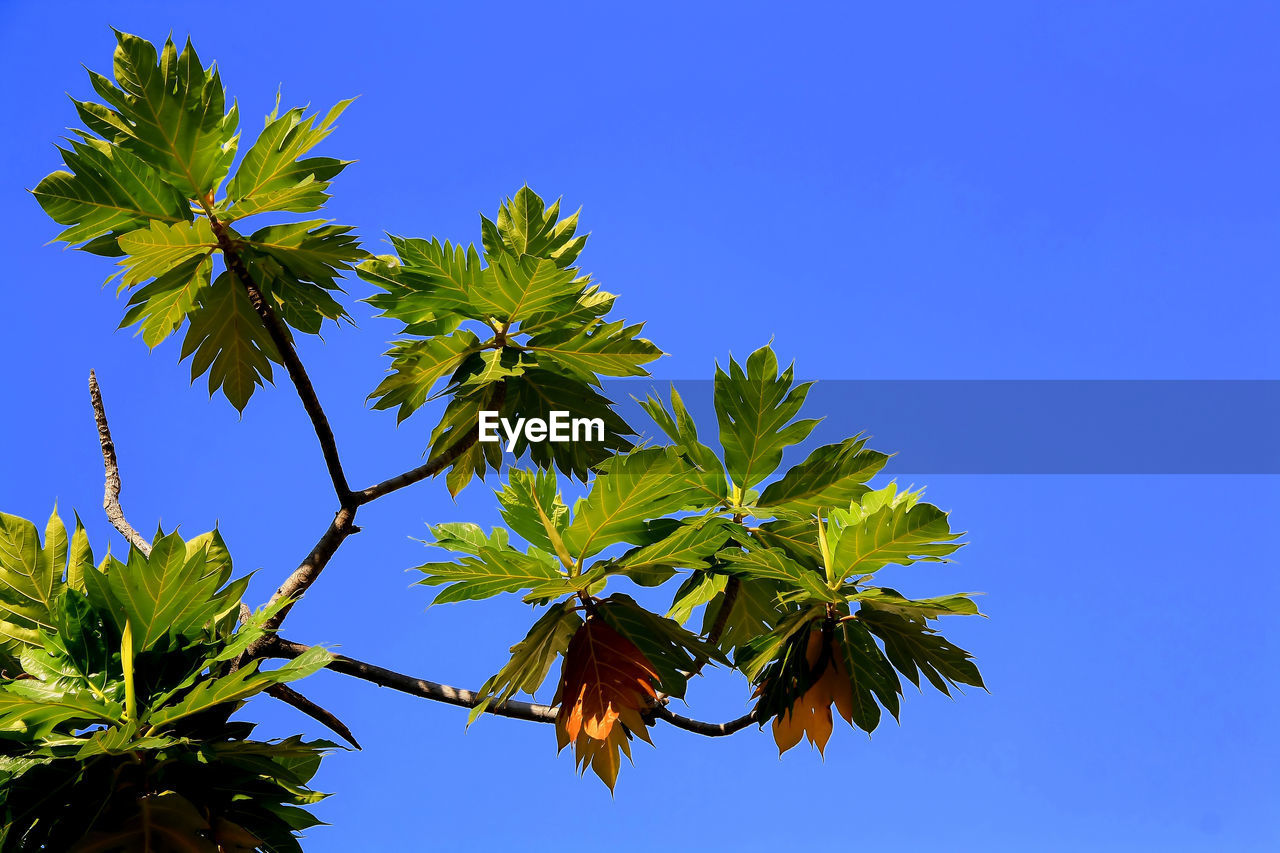 Low angle view of plant against blue sky