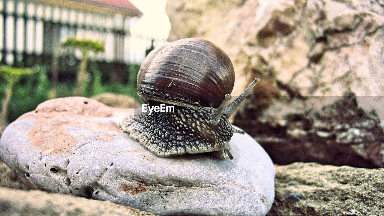 SNAIL ON ROCK