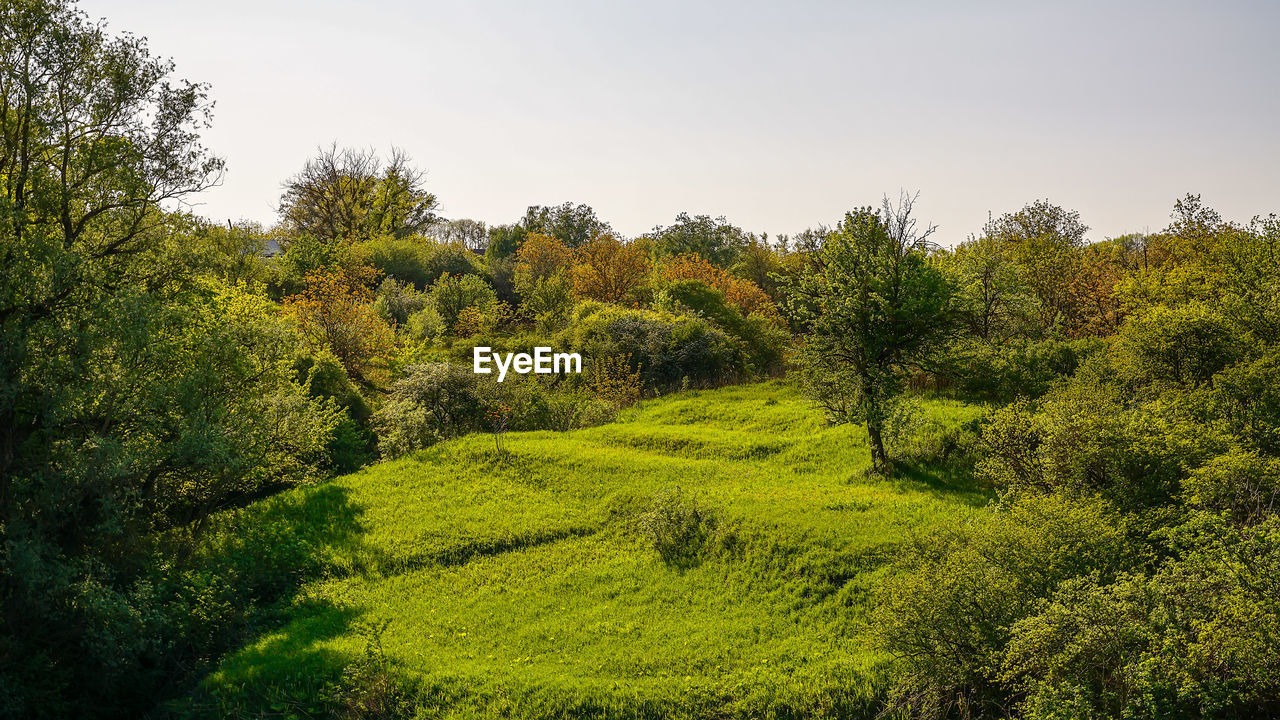 PLANTS GROWING ON LAND