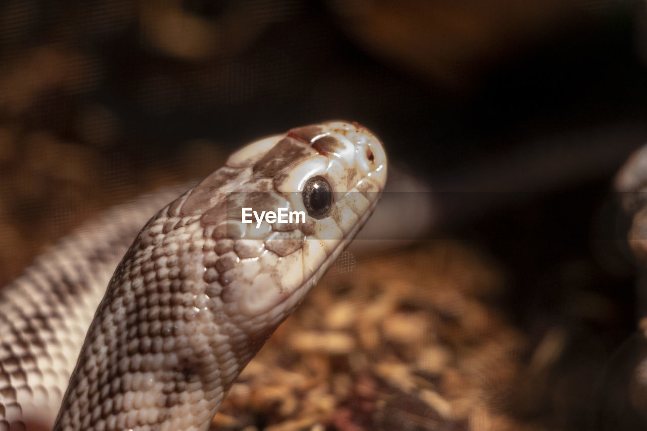 CLOSE-UP OF LIZARD ON ZOO