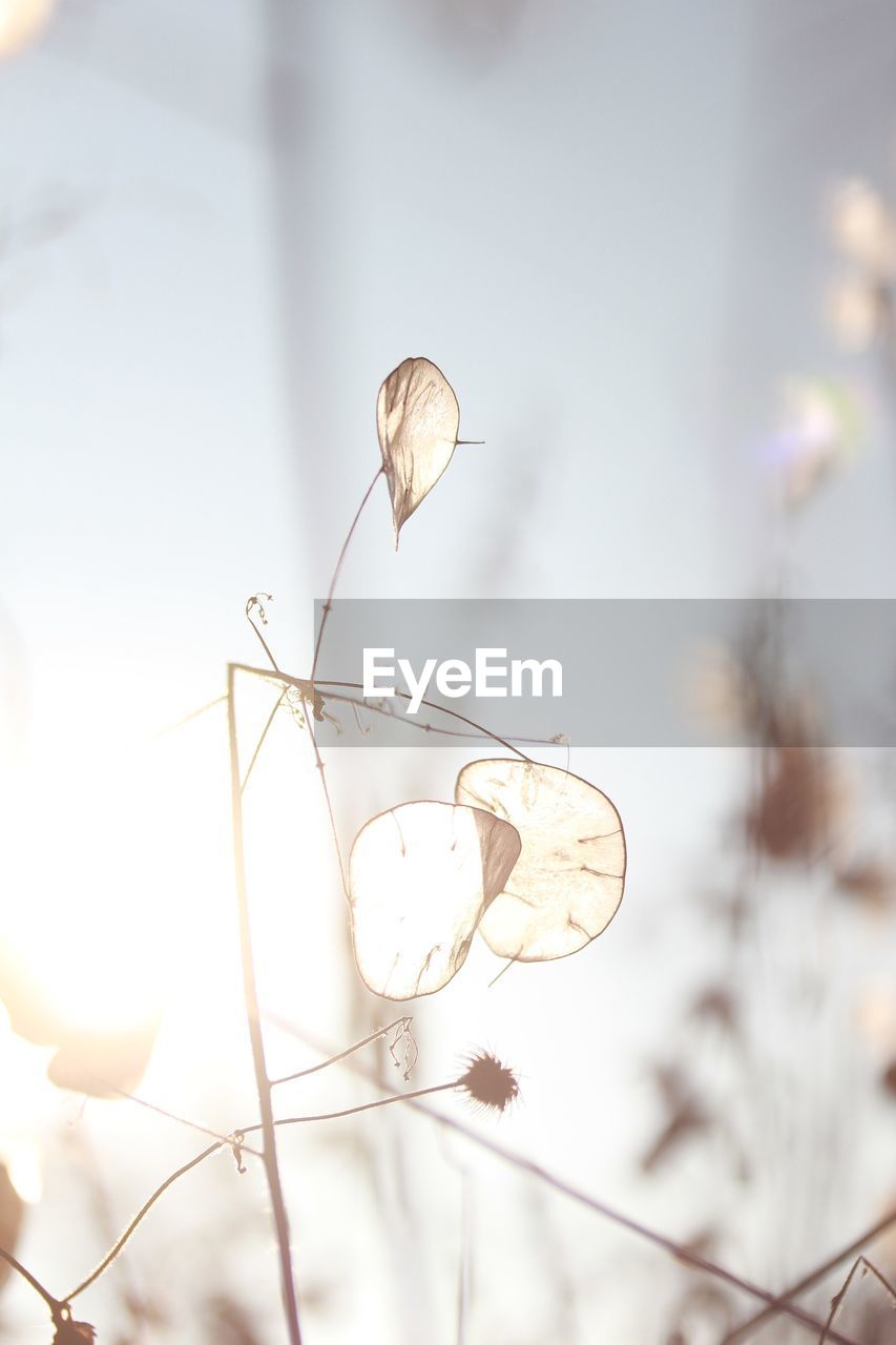 branch, plant, nature, tree, flower, no people, focus on foreground, beauty in nature, twig, spring, leaf, sky, outdoors, macro photography, fragility, close-up, selective focus, springtime, tranquility, petal, flowering plant, decoration, winter, back lit, sunlight, day