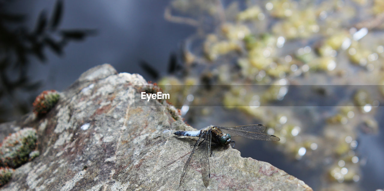 Close-up of bird on rock