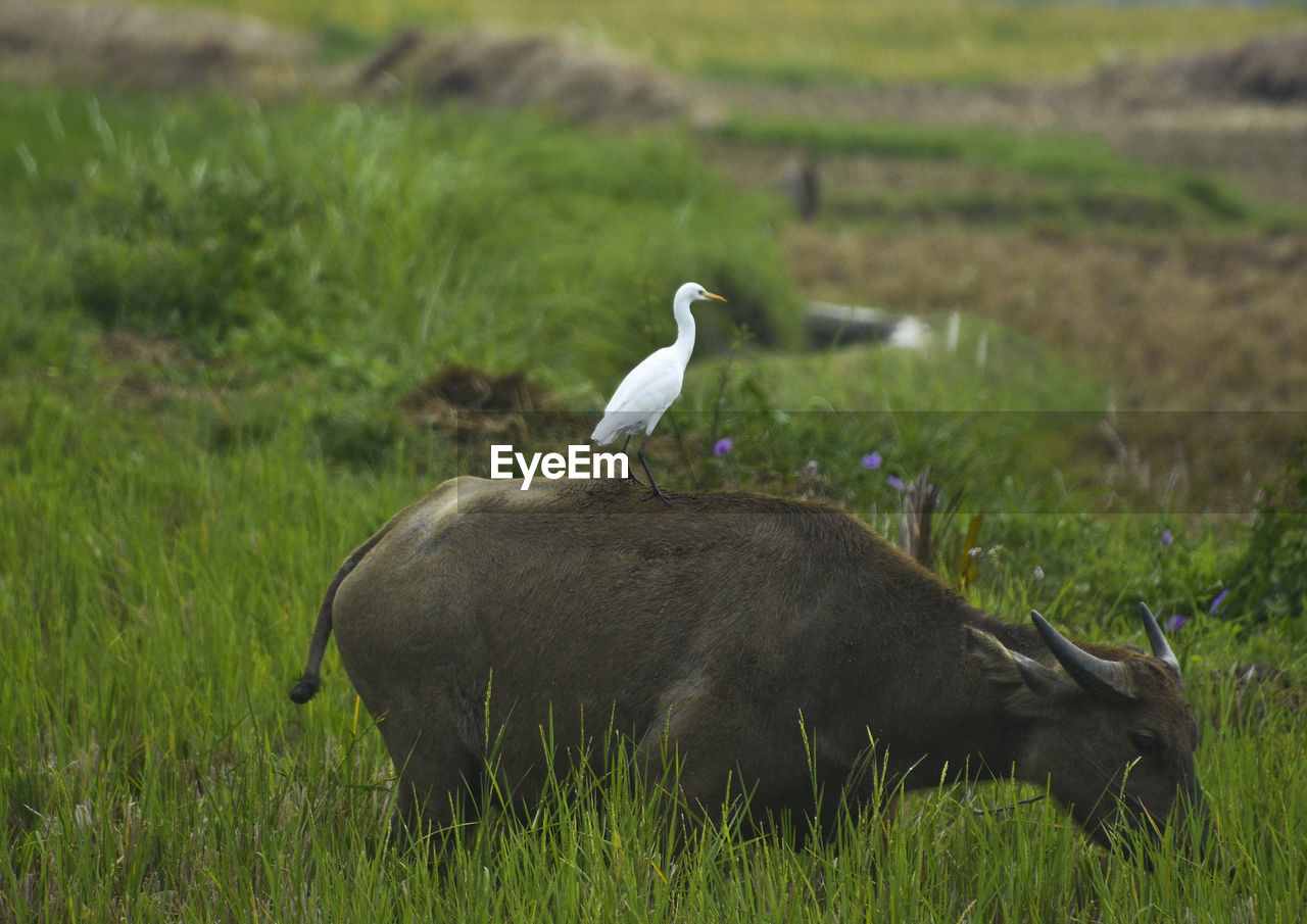 BIRDS ON A FIELD