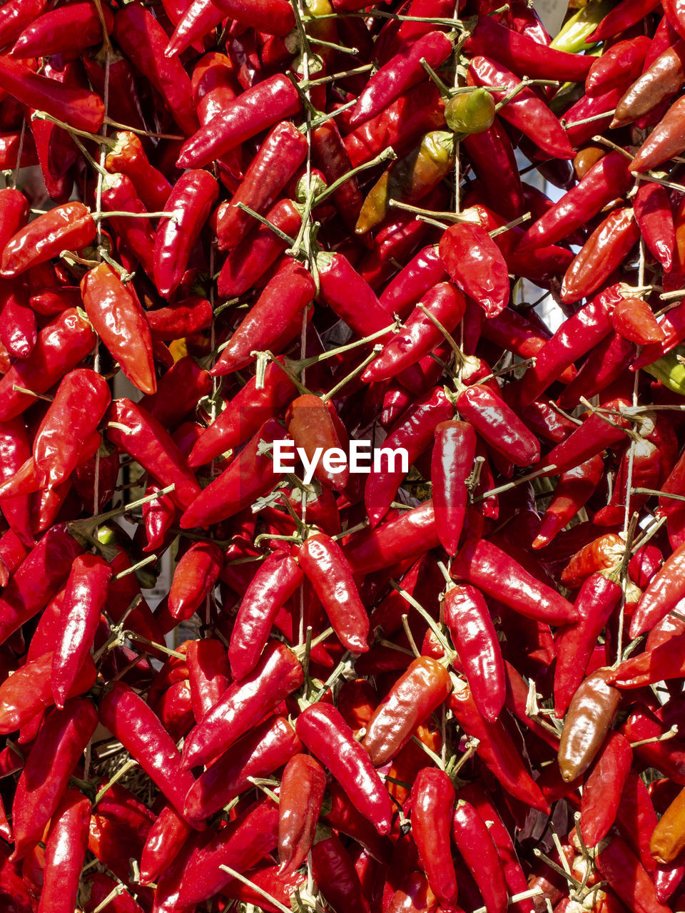 Dried and hanging red chillies in the popular market of vieste, in the gargano area, in italy