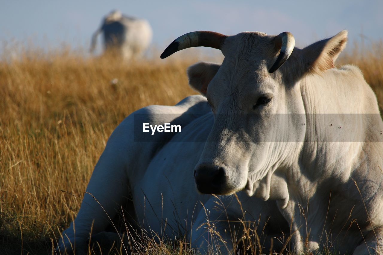 Cows in a field