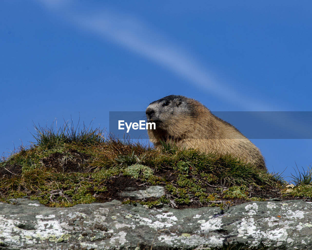 SIDE VIEW OF AN ANIMAL ON ROCK