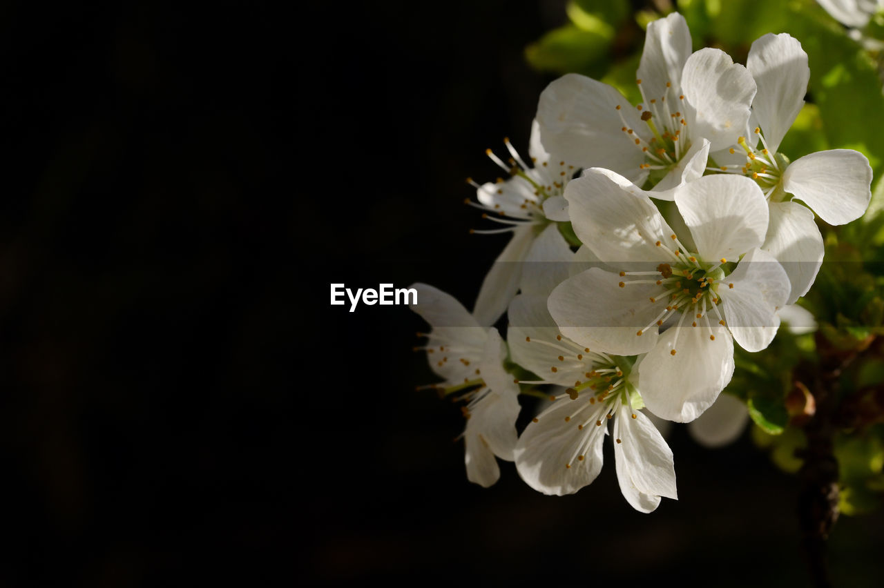 flower, plant, flowering plant, beauty in nature, freshness, white, fragility, blossom, branch, springtime, flower head, nature, petal, close-up, produce, inflorescence, growth, tree, macro photography, food, botany, pollen, no people, focus on foreground, outdoors, prunus spinosa, fruit tree, cherry blossom, fruit, twig, food and drink, copy space