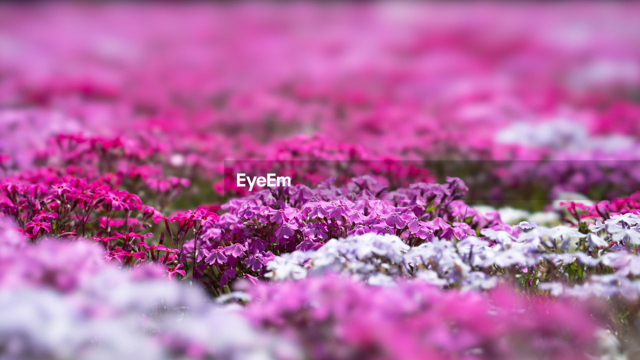 Close-up of pink flowering plant