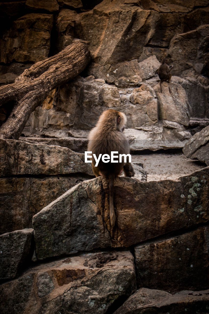 Rear view of monkey sitting on rock