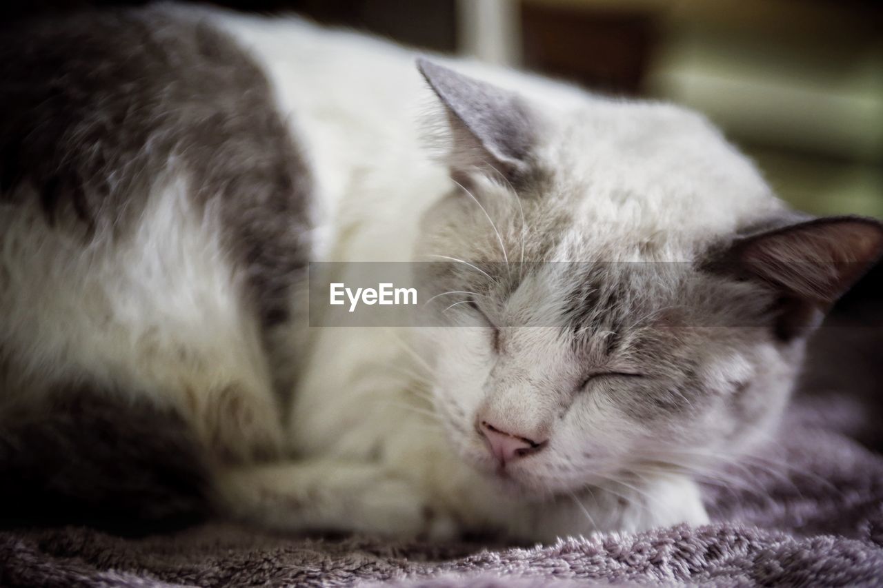 CLOSE-UP OF A CAT SLEEPING ON BED