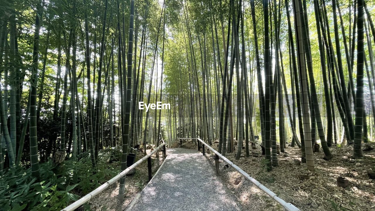 Bamboo road 