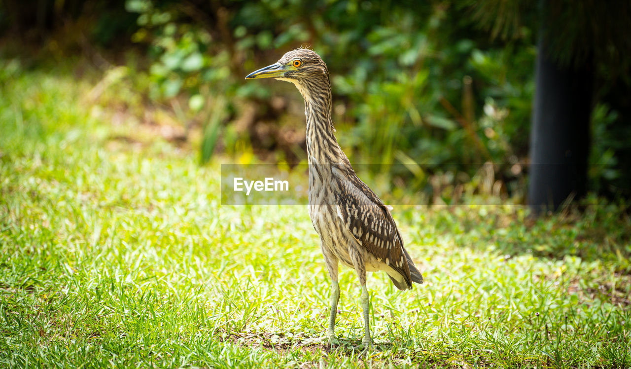 animal themes, animal, animal wildlife, bird, wildlife, one animal, nature, plant, grass, green, no people, focus on foreground, outdoors, land, day, beak, sunlight, full length, beauty in nature, side view