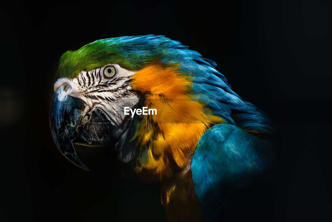 Close-up of gold and blue macaw against black background
