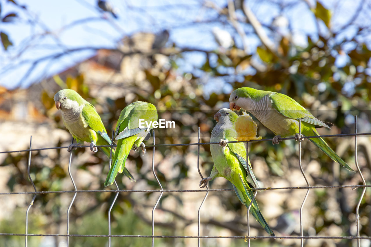 animal themes, animal, animal wildlife, bird, parakeet, green, wildlife, branch, tree, nature, parrot, pet, focus on foreground, no people, plant, perching, yellow, group of animals, flower, day, outdoors, two animals